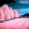 canergrn