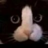 Ducias