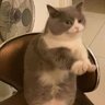 Batya