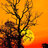 MoonLight