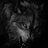 DarkWolf_
